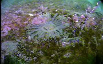 Tube anemome curls tentacles